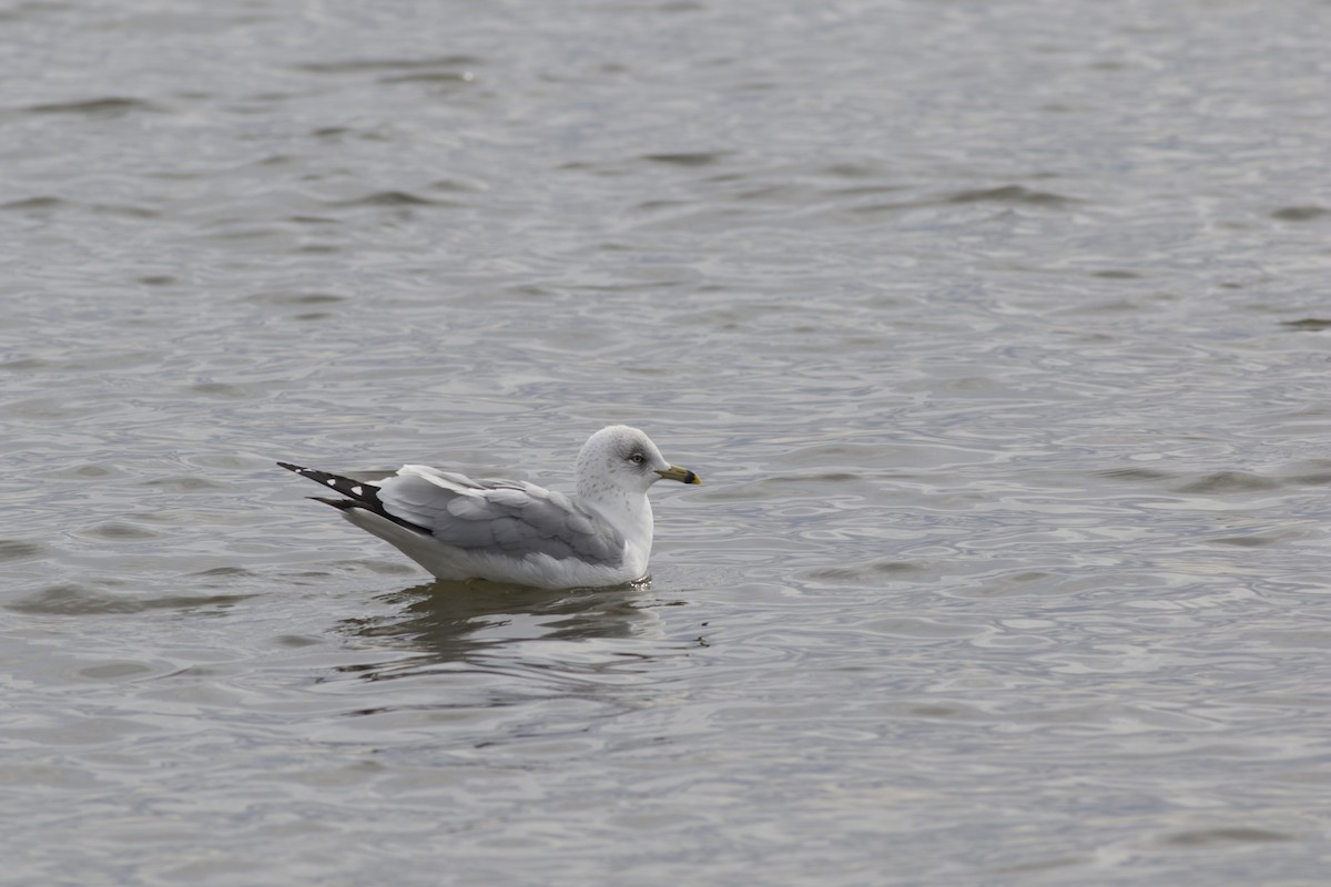 Ring-billed Gull - ML630442659