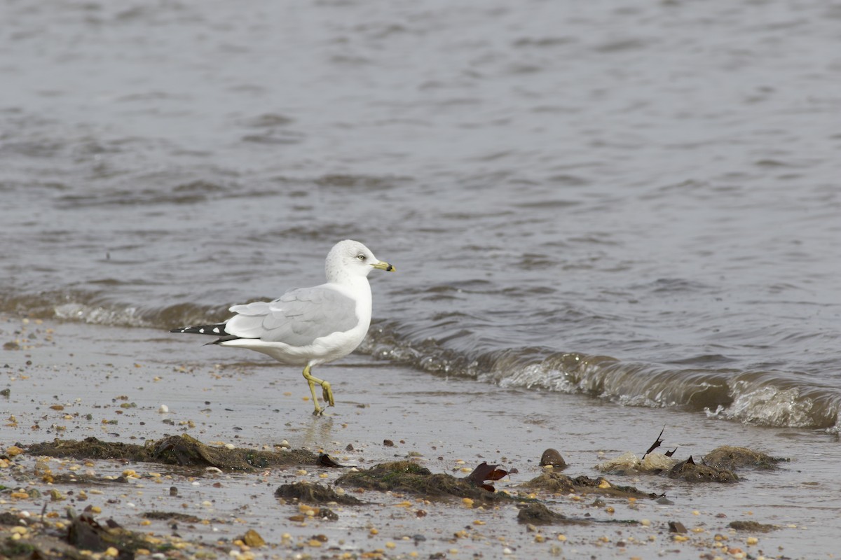 Ring-billed Gull - ML630442660