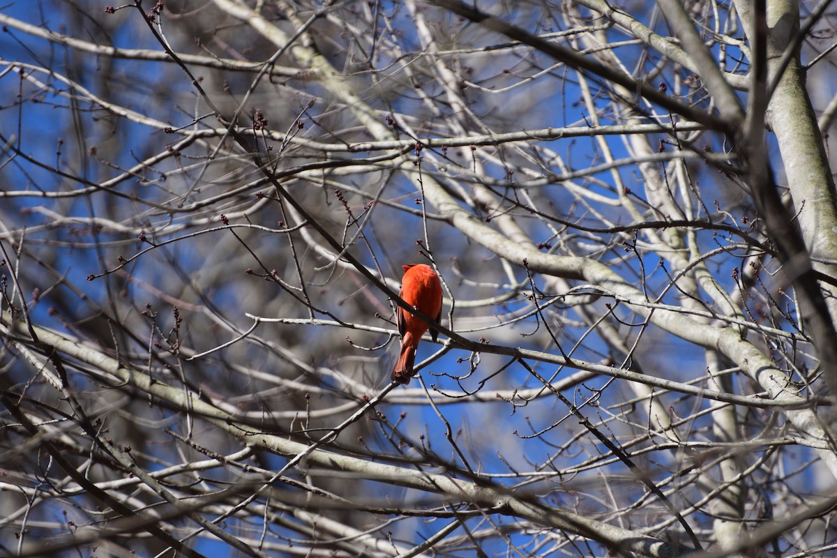 Cardinal rouge - ML630442702