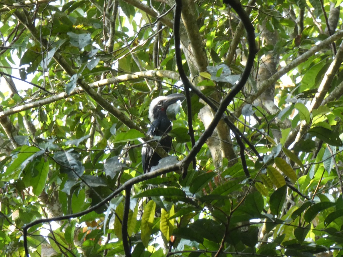 Eastern Long-tailed Hornbill - ML630442736