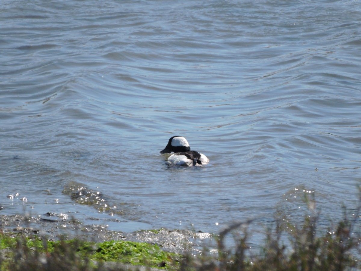 hohol bělavý - ML630442951