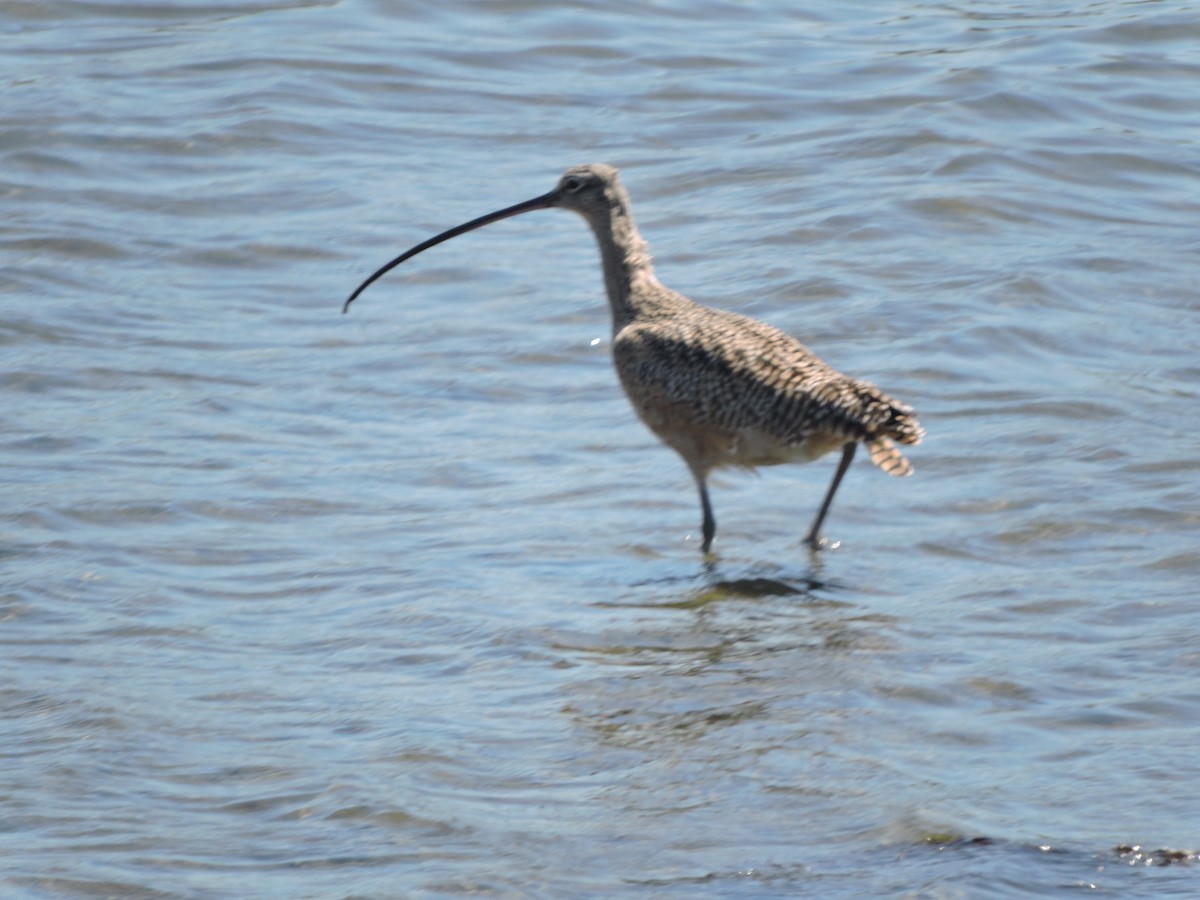 koliha americká - ML630442995