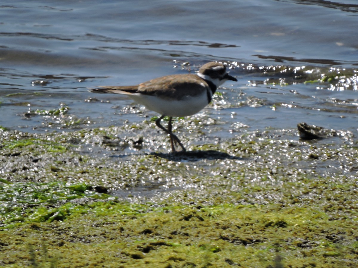 kulík rezavoocasý - ML630443040