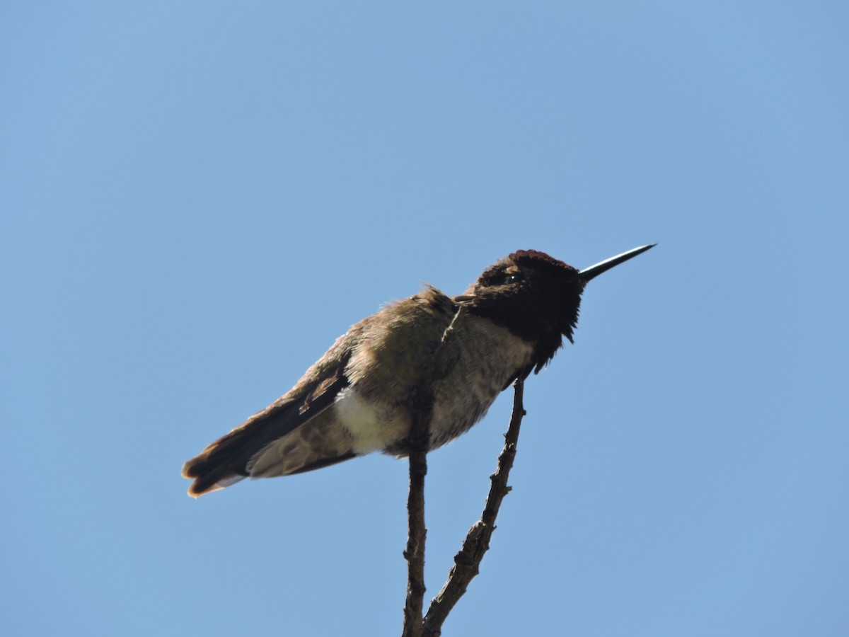 kalypta růžovohlavá - ML630443064