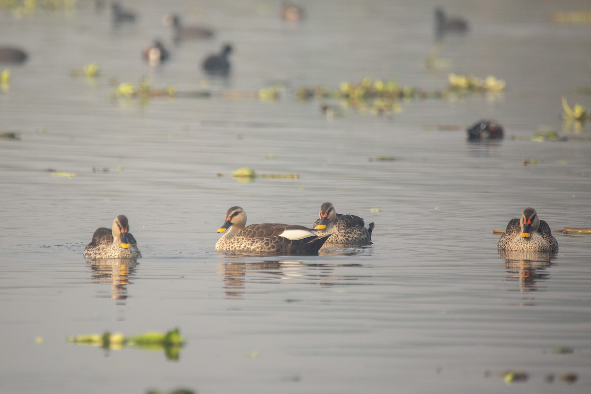 Indian Spot-billed Duck - ML630443181