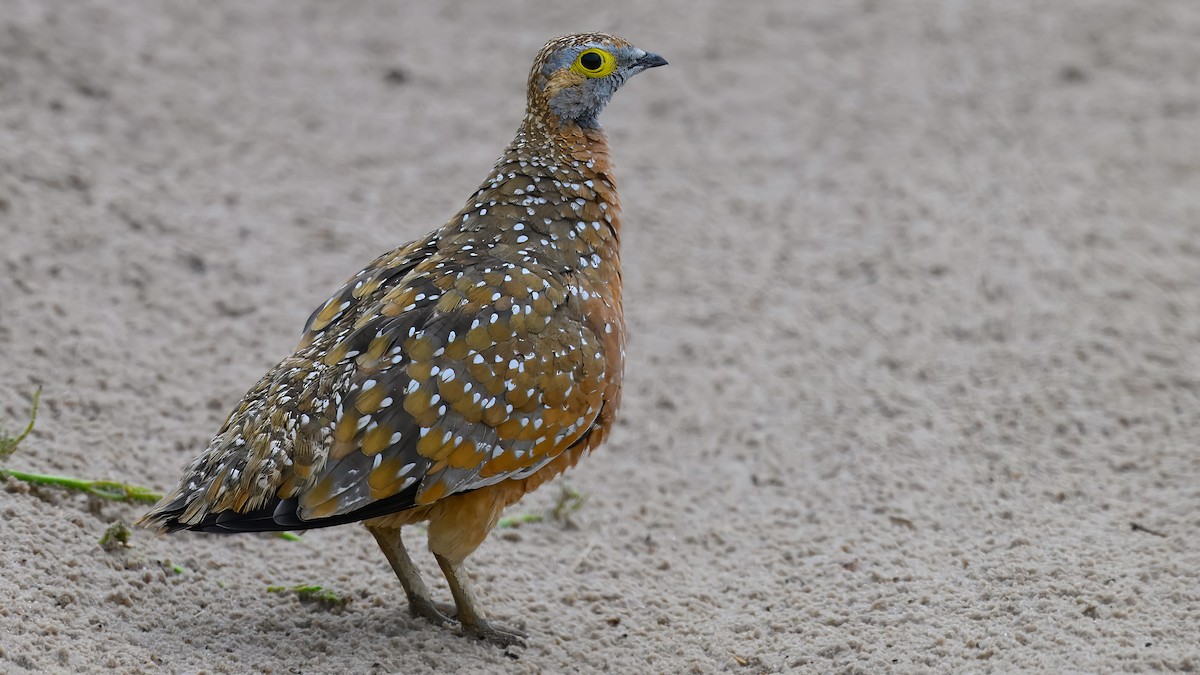 Burchell's Sandgrouse - ML630443182