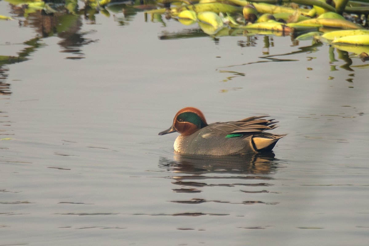 Green-winged Teal - ML630443202