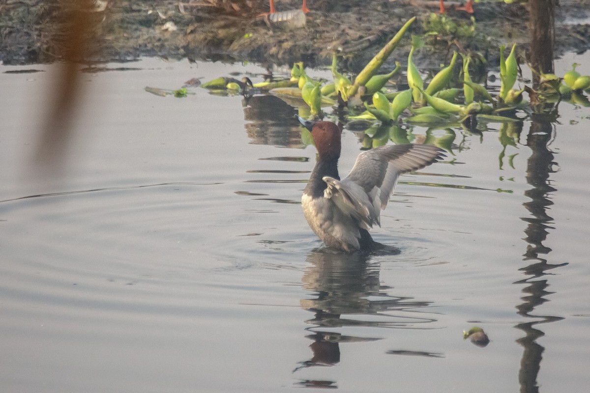 Common Pochard - ML630443227