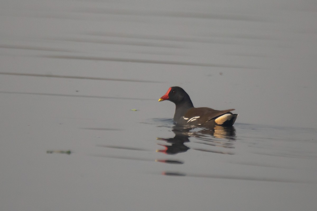 Eurasian Moorhen - ML630443251