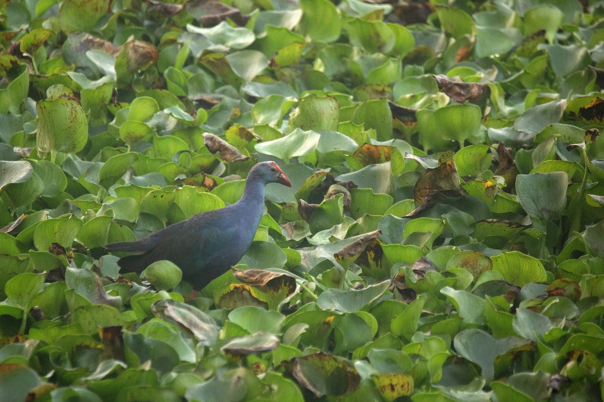 Gray-headed Swamphen - ML630443262