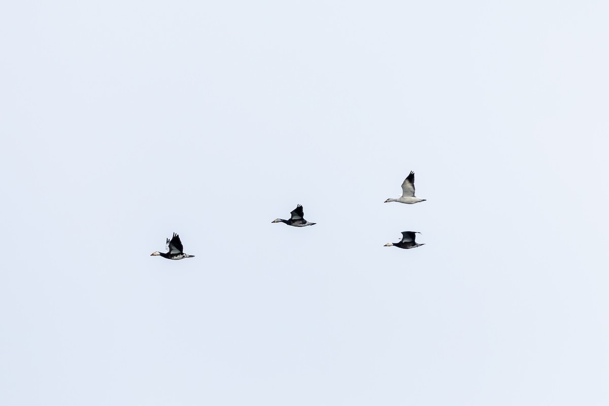 Snow Goose - ML630443277