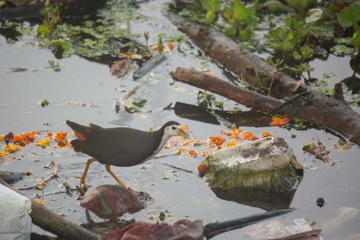 White-breasted Waterhen - ML630443293