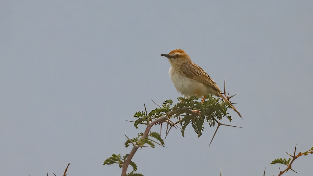 Tinkling Cisticola - ML630443296