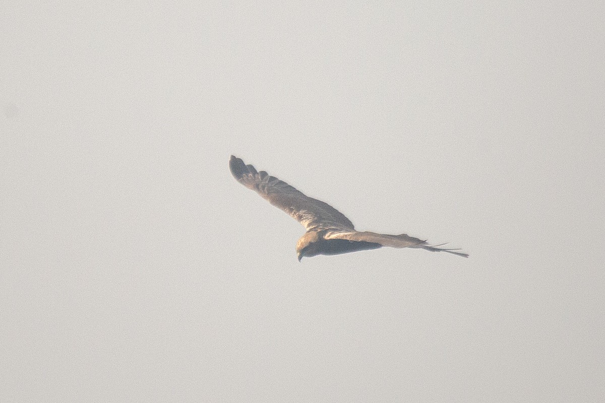 Western Marsh Harrier - ML630443316