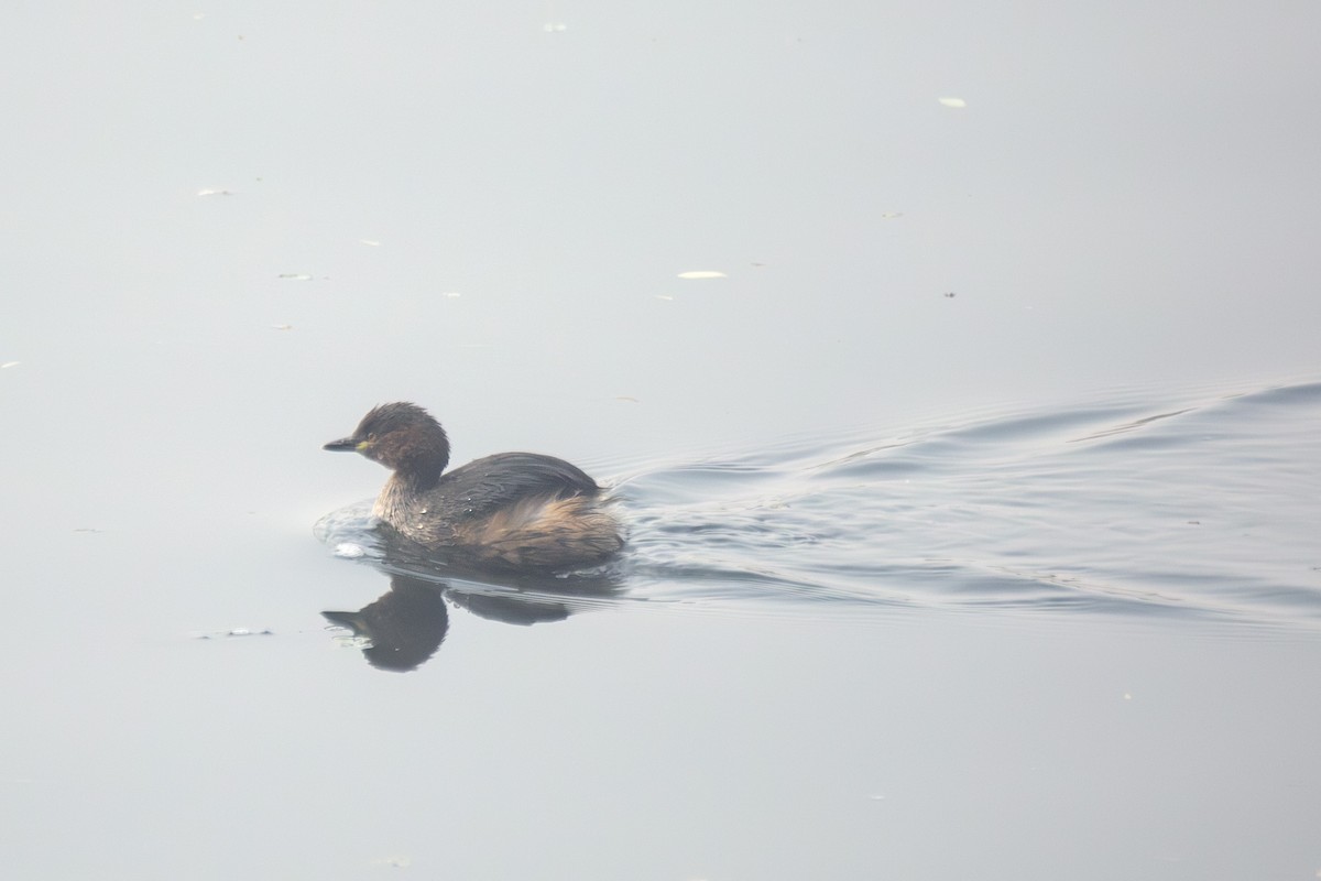 Little Grebe - ML630443362