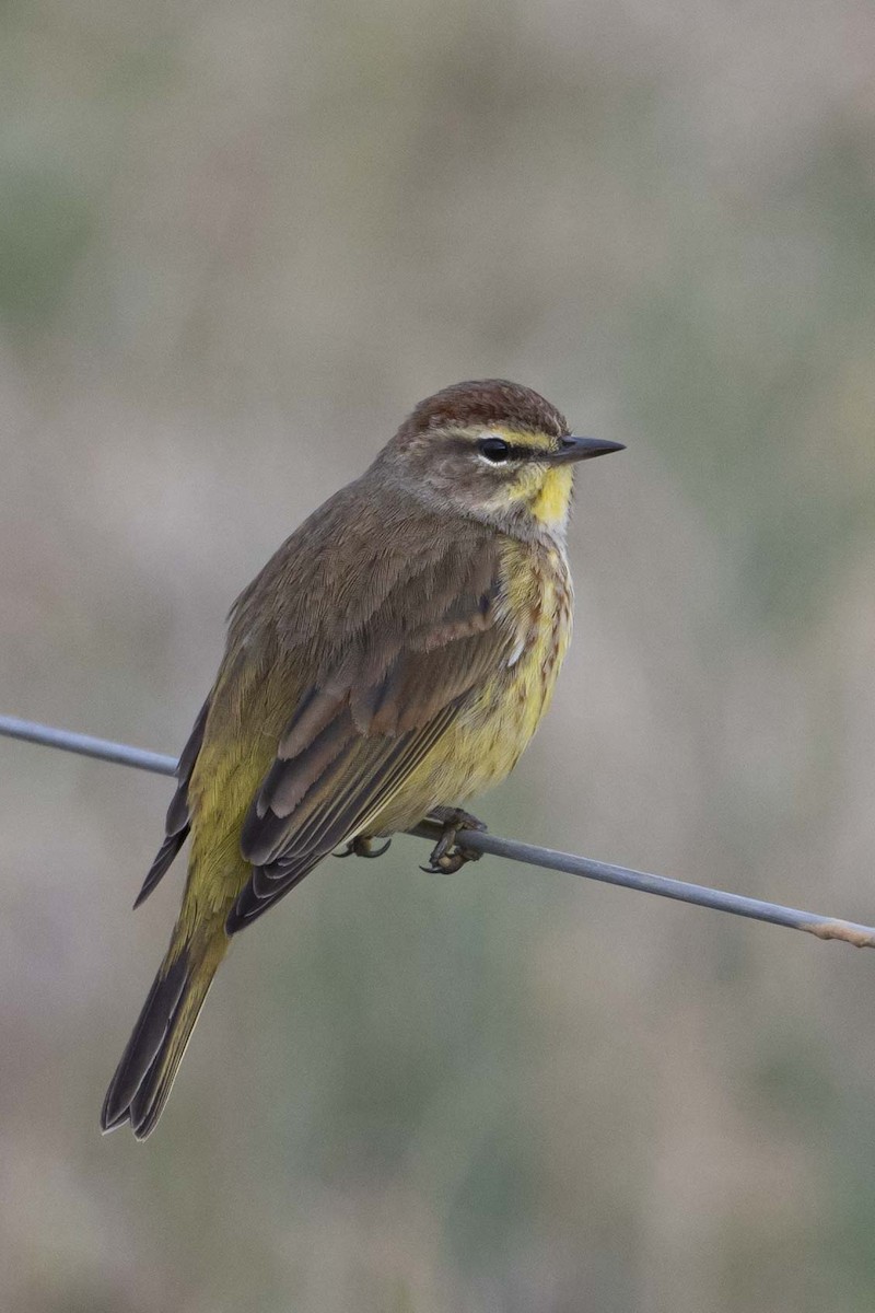 Palm Warbler - ML630443394