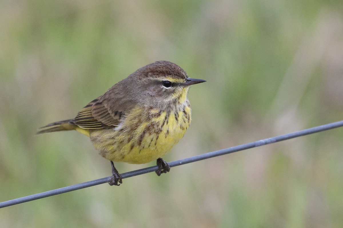 Palm Warbler - ML630443395