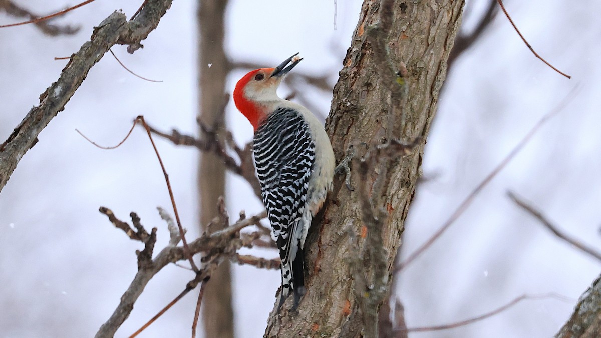 シマセゲラ - ML630443605