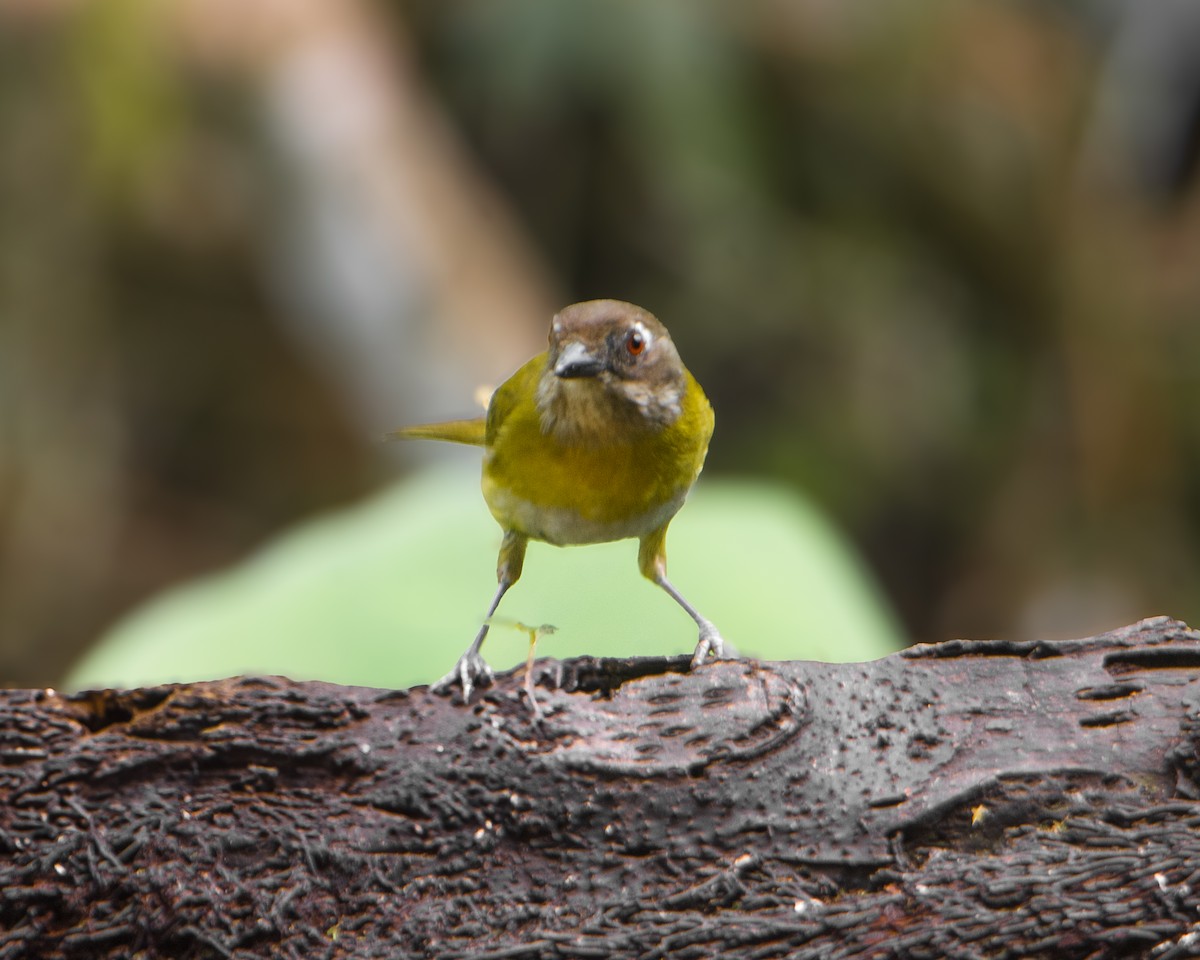 Common Chlorospingus - ML630443685