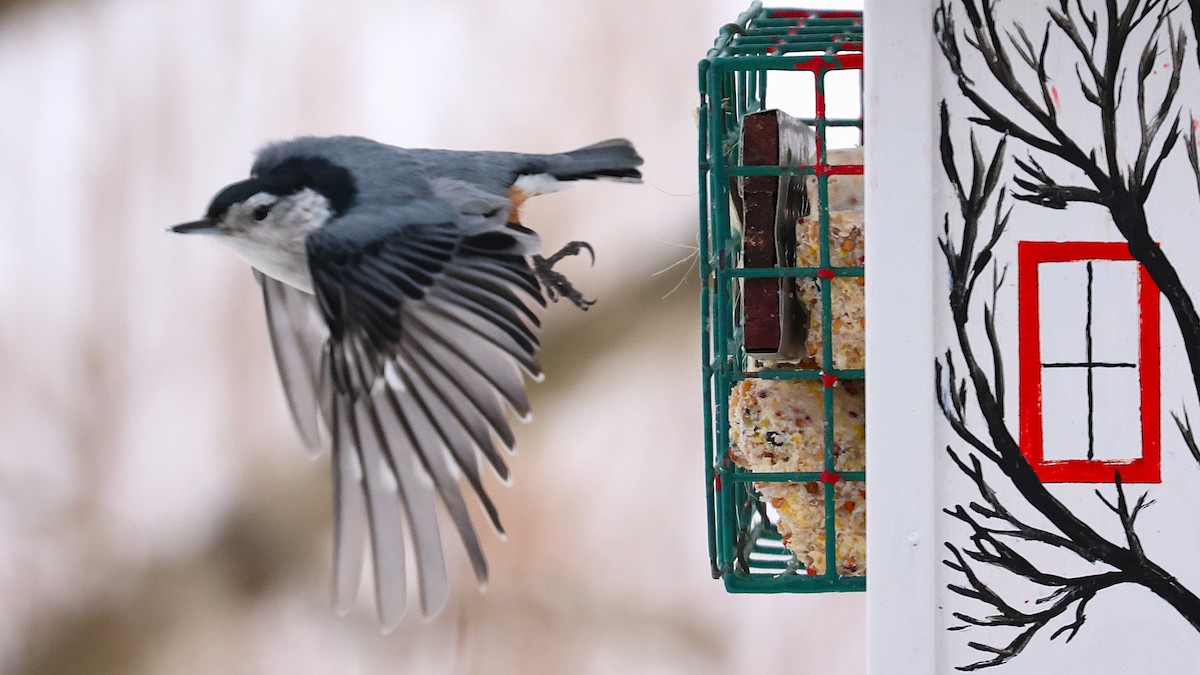 ムナジロゴジュウカラ - ML630443690