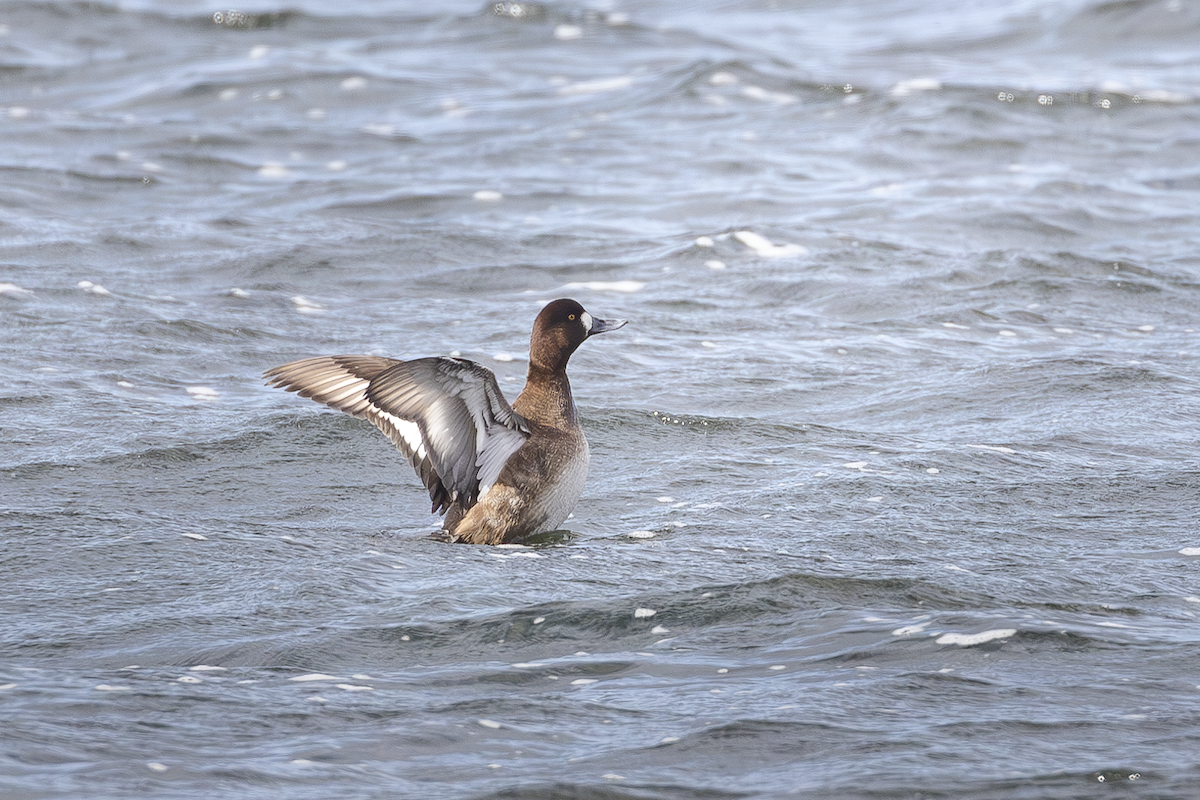 斑背潛鴨 - ML630443743
