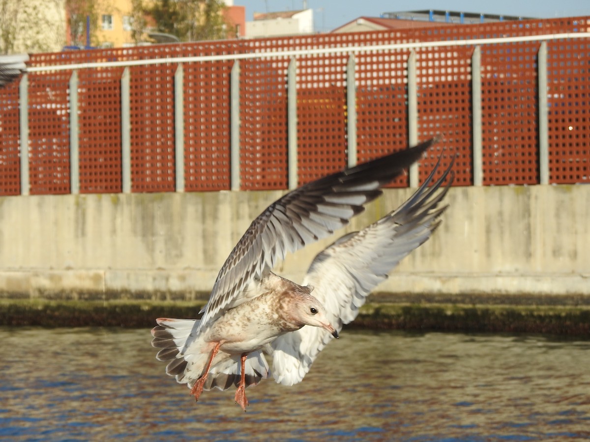Common Gull (European) - ML630444293