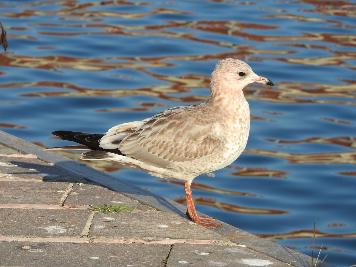 Common Gull (European) - ML630444294
