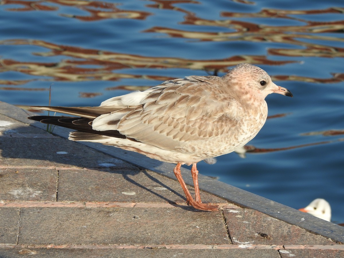 Common Gull (European) - ML630444295