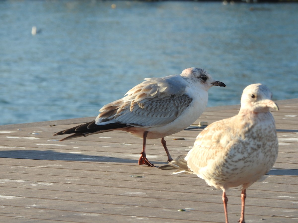 Common Gull (European) - ML630444296