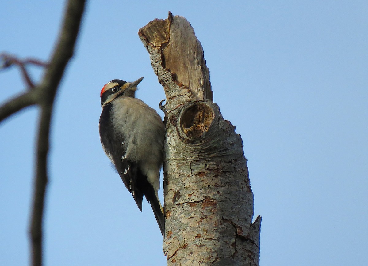 Hairy Woodpecker - ML630444340
