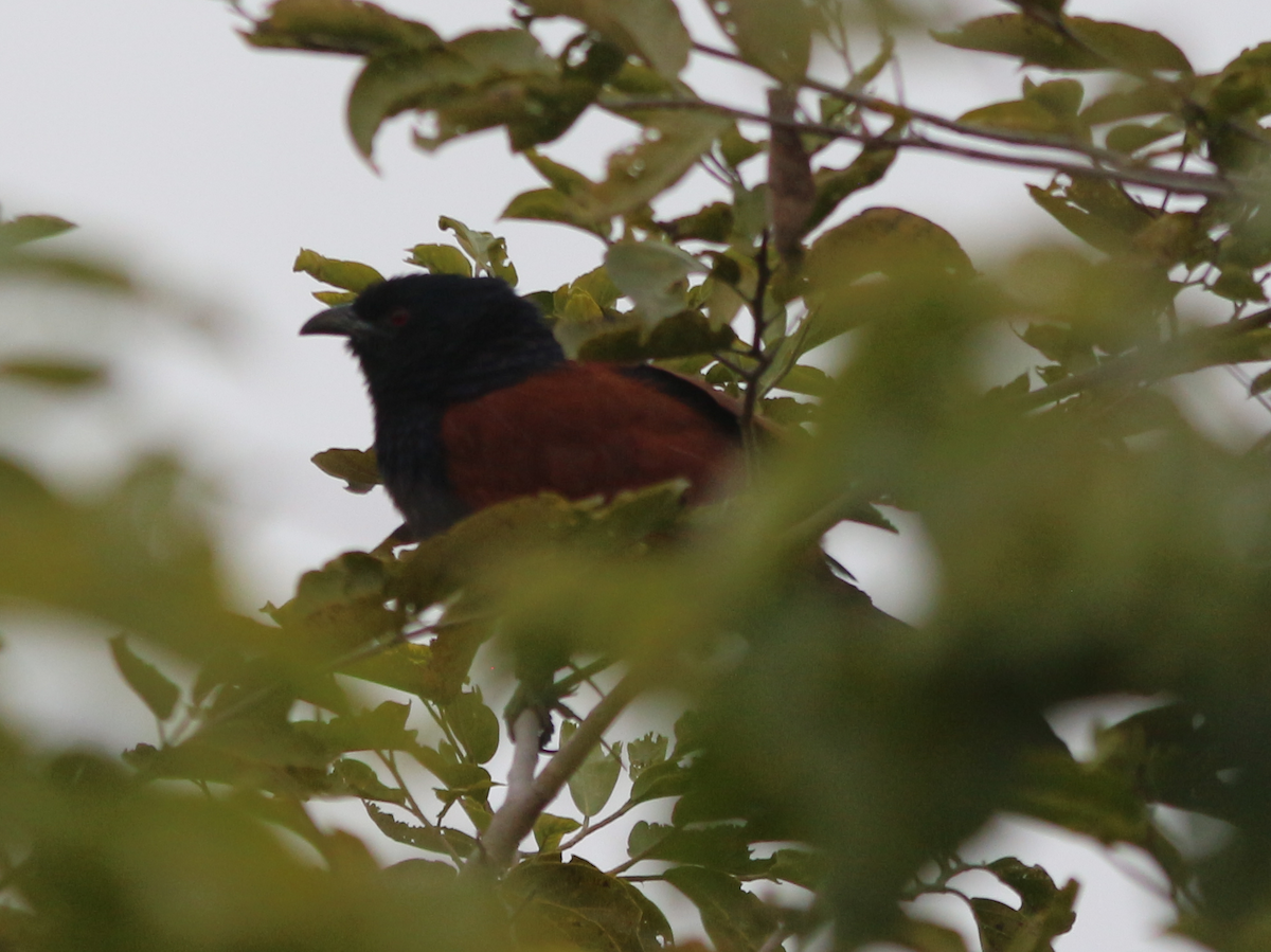 Greater Coucal - ML630444586