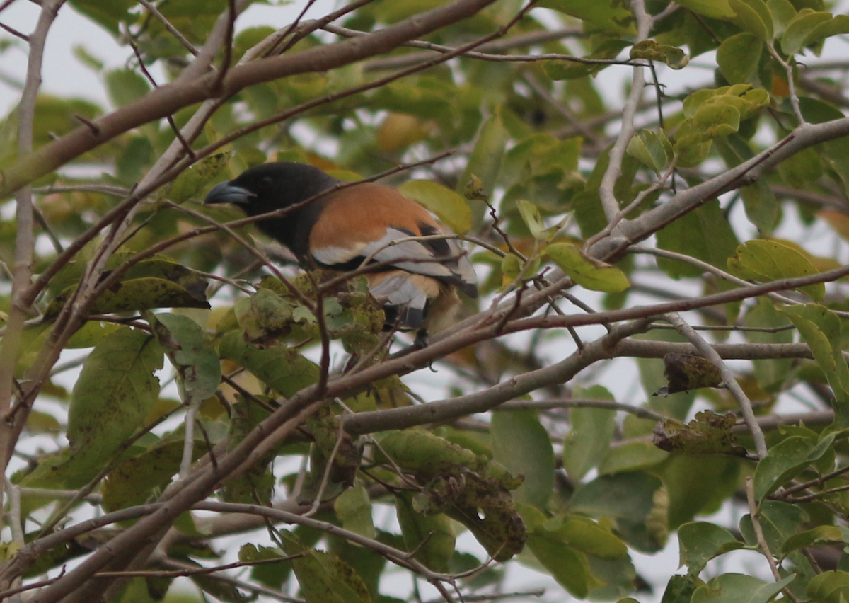 Rufous Treepie - ML630444619