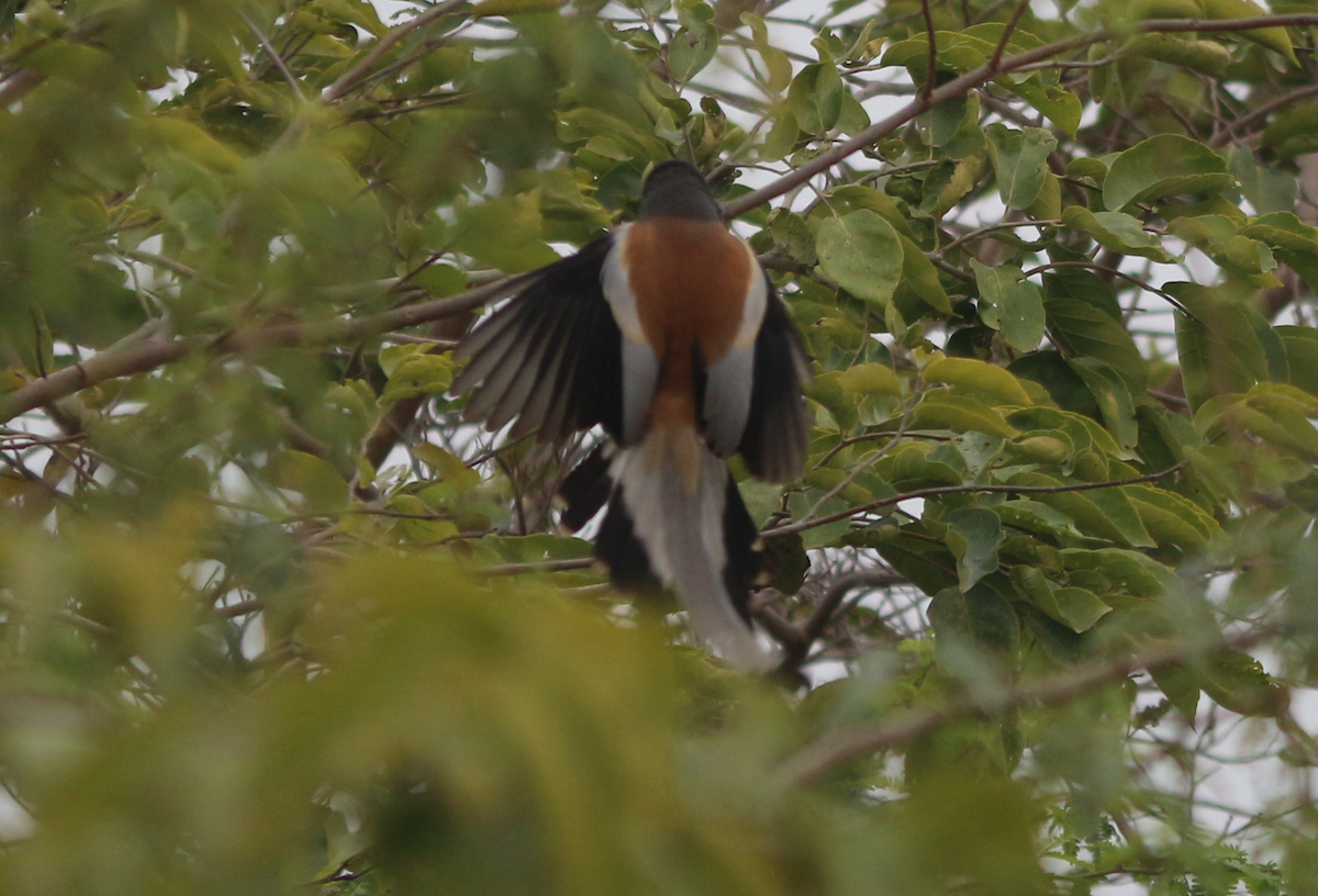 Rufous Treepie - ML630444620
