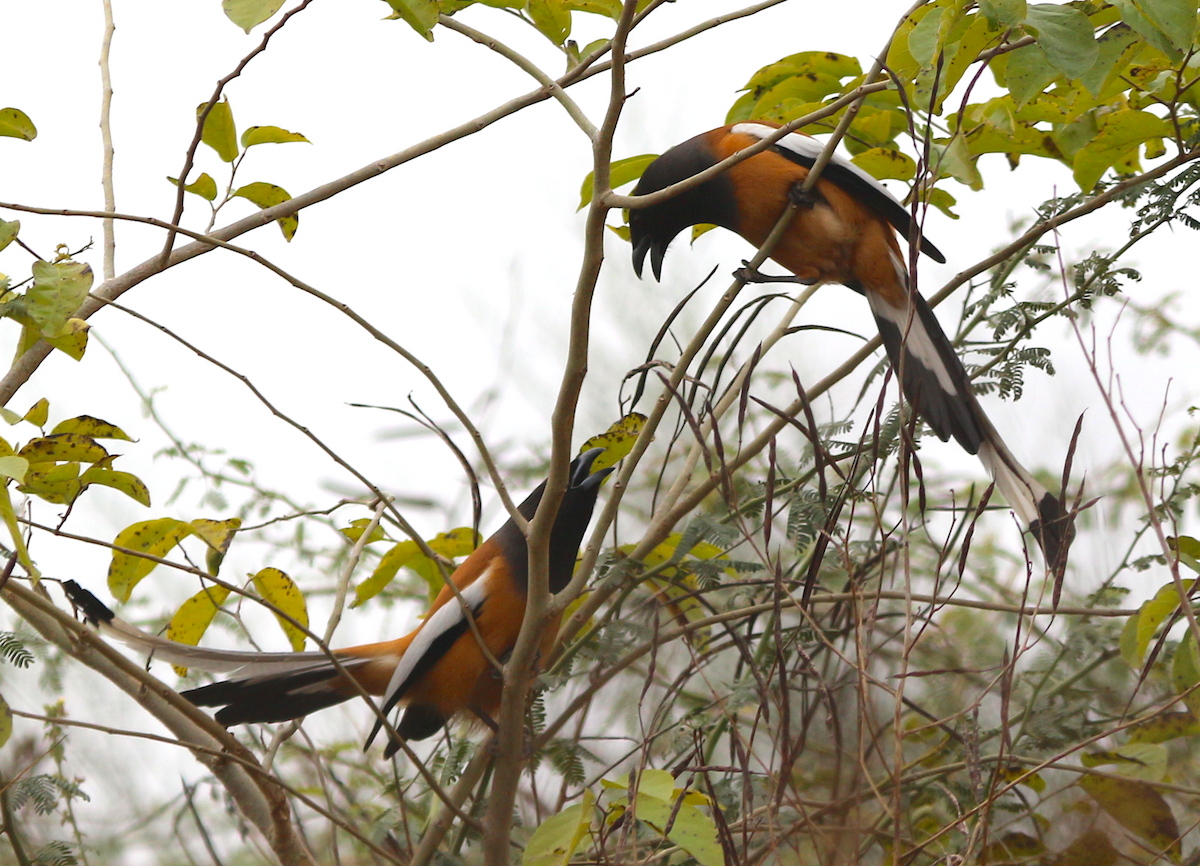 Rufous Treepie - ML630444621