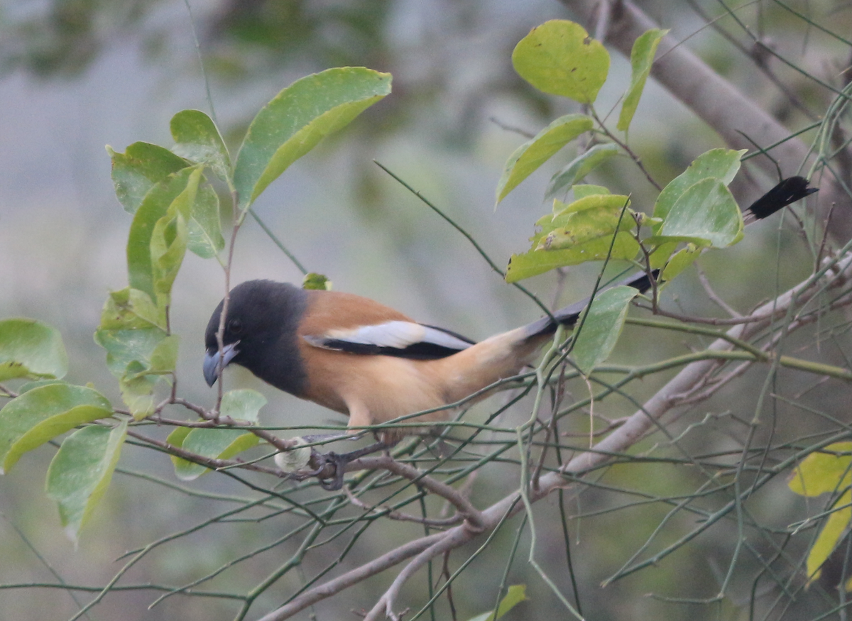 Rufous Treepie - ML630444622