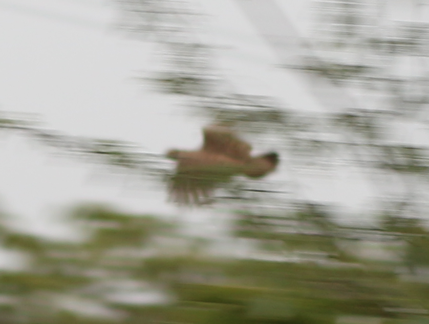 Gray Francolin - ML630444624