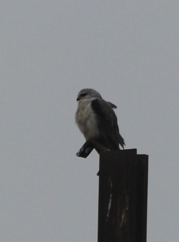 Black-winged Kite - ML630444625