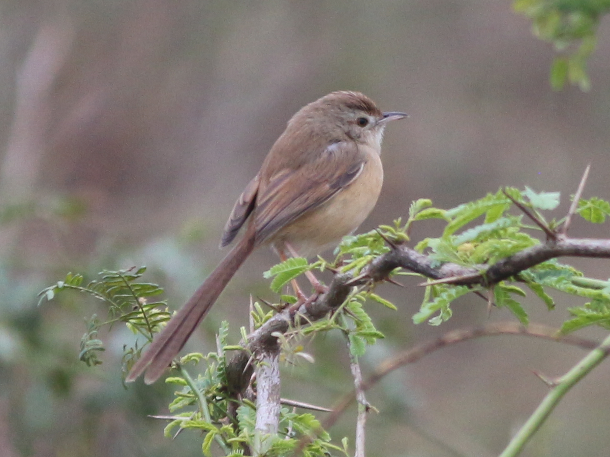 prinia sp. - ML630444639
