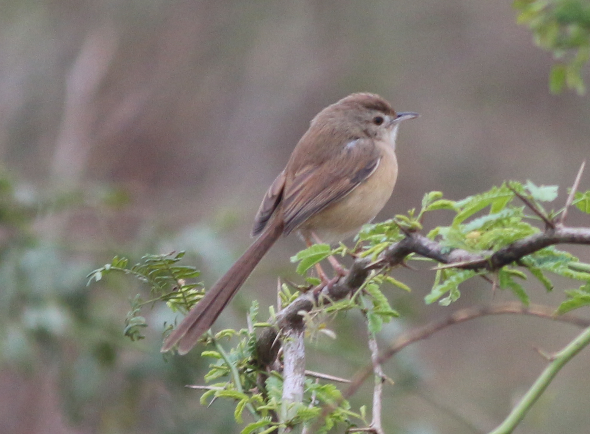 prinia sp. - ML630444640