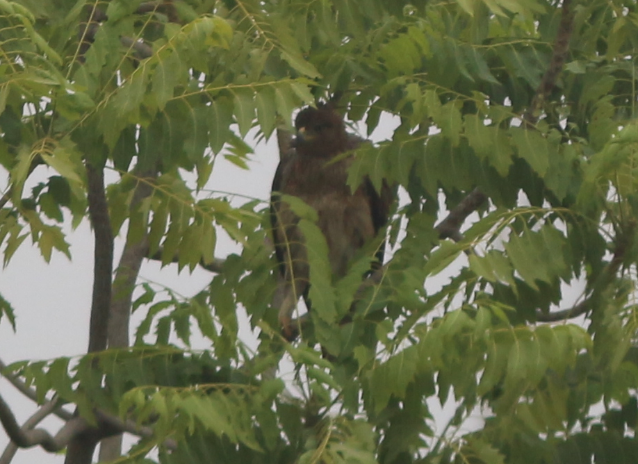 eagle sp. - ML630444726