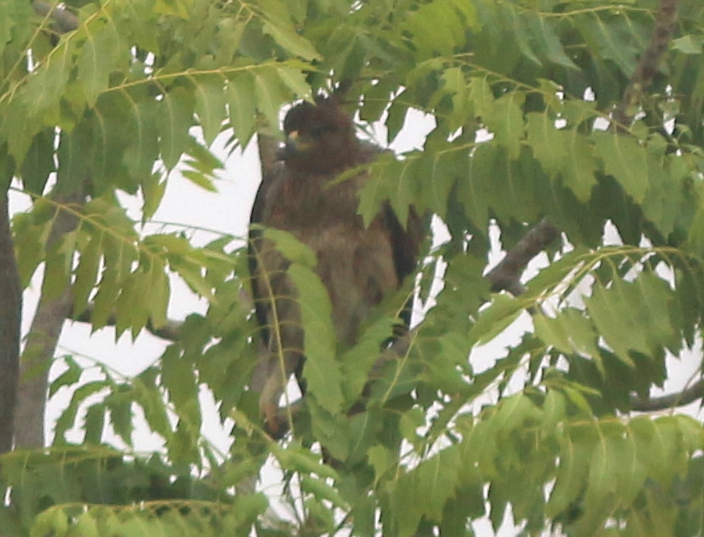eagle sp. - ML630444752
