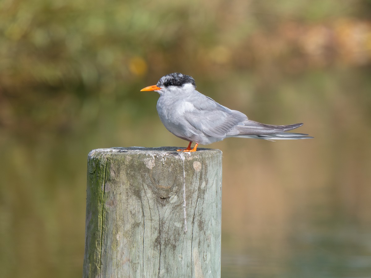 Black-fronted Tern - ML630444753