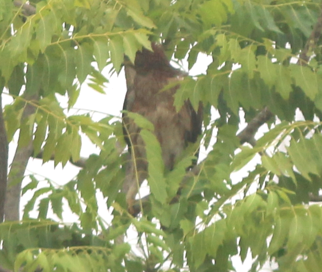 eagle sp. - ML630444755