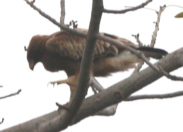 Бахим бүргэд - ML630444768