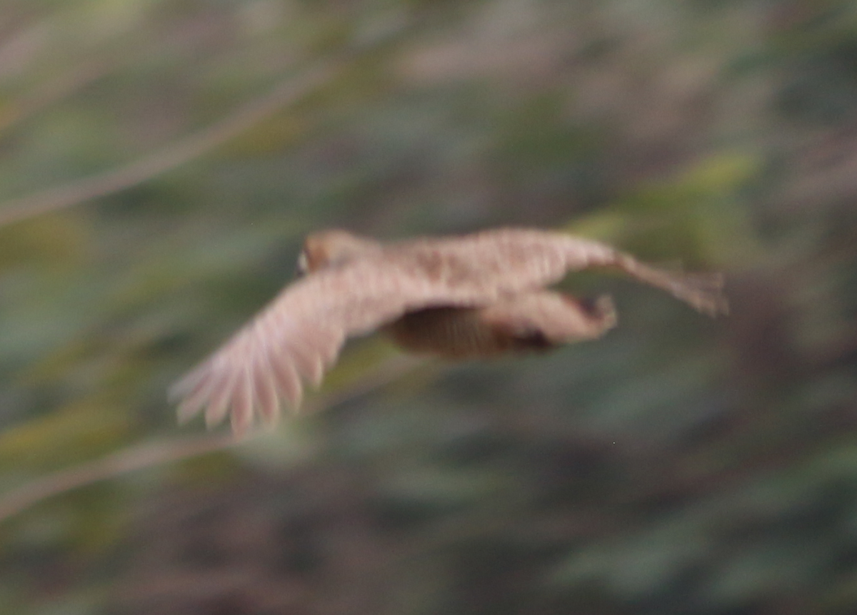 Gray Francolin - ML630444799
