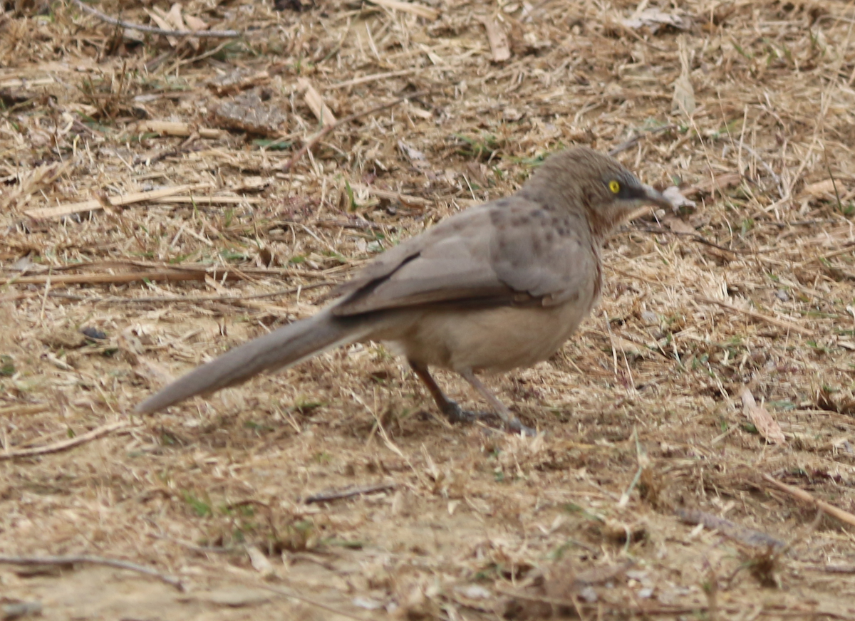 Large Gray Babbler - ML630444821