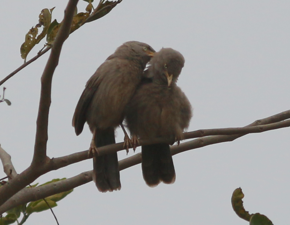 Jungle Babbler - ML630444826