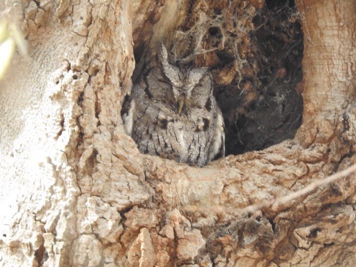Eastern Screech-Owl - ML630445014
