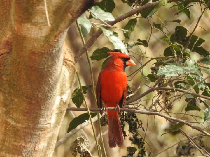 Northern Cardinal - ML630445039