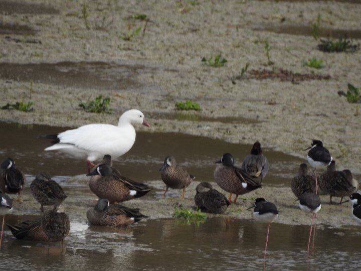 Ross's Goose - ML630445075